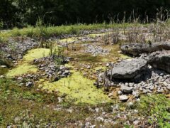 002 - die letzten Frösche sind noch da